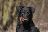 BEAUCERON 986